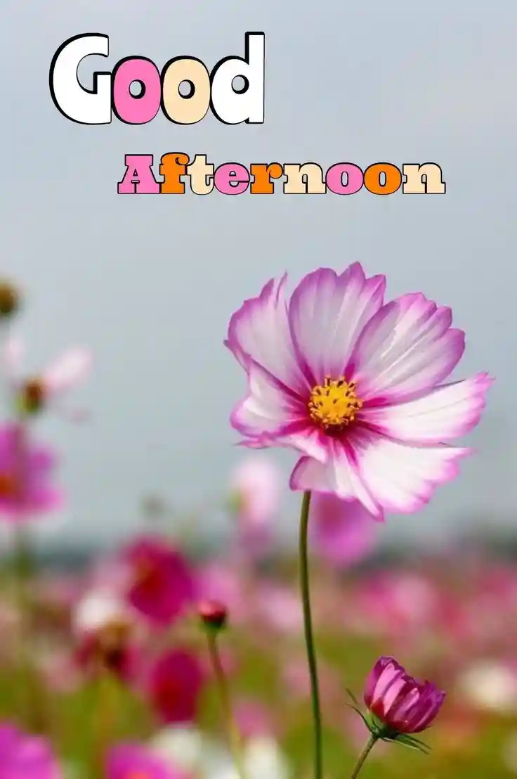 good-afternoon-images