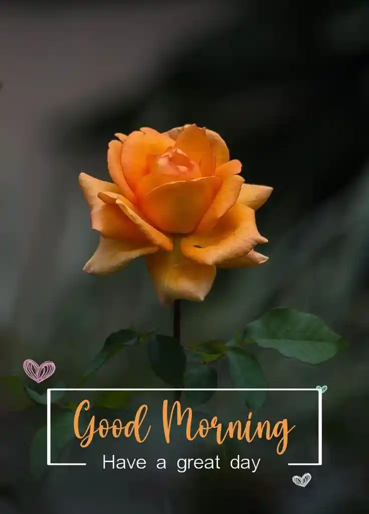 good-morning-flower-images