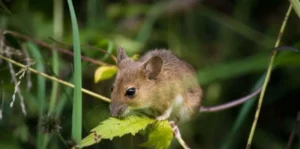 Dreaming about mice in the house Omens and lucky numbers ()