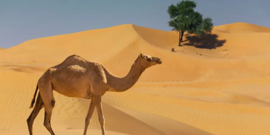 Interesting Dream - Dreaming of a Camel What number should you bet on to win big ()