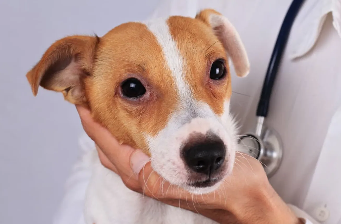 Why Are My Dog's Eyes Red Causes, Solutions, and Expert Advice